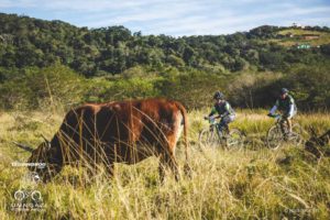 Wildlife along the Umngazi Pondo Pedal route