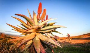 A rider passes a beautiful aloe during the Around The Pot Overberg 100 Miler.