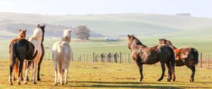 Horses look on as riders take on the Around The Pot Overberg 100 Miler.