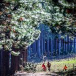 Riders framed by the Tsitsikamma forests