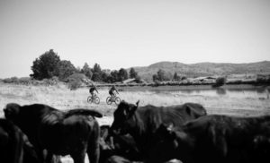 The National MTB Series riders were greeted by some cows en route to the finish in Dullstroom, Mpumalanga, yesterday.