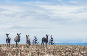 During the first stage of the Berg and Bush 'Great Trek', mountain bikers were greeted by some donkeys.