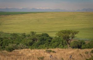 Mountain bikers got to enjoy some green views on the final stage of the Berg and Bush 'Great Trek'.