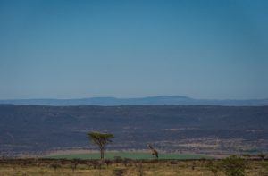 Berg and Bush wildlife