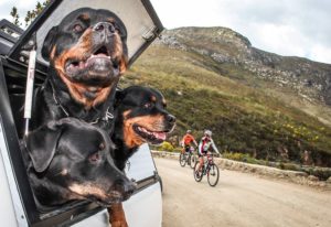 Dogs watching the Cape Pioneer Trek