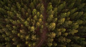 Kaapsehoop forest at the National MTB Series
