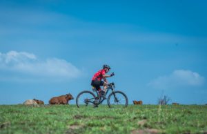 Cows and riders at Berg and Bush 'Two Day'.