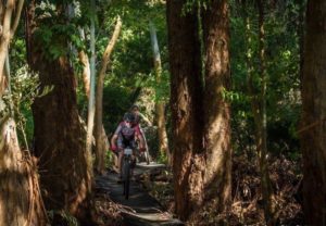 Riding through the woods