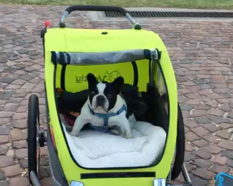 Rupert in his pet carrier