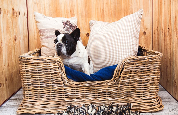 Rupert the French bulldog