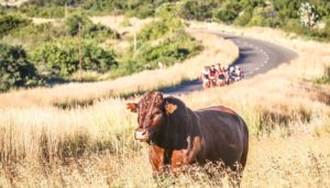 Some 'wildlife' spotted on the final Trek 2 Teebus stage