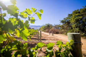 Scenic route photo Winelands Encounter