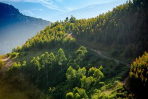 Riders enjoy beautiful forest sections on day two of sani2c Trail.