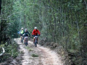 Riders moving between dense forests on jeep tracks during stage two of the Greyt Escape. Photo: Oakpics.com
