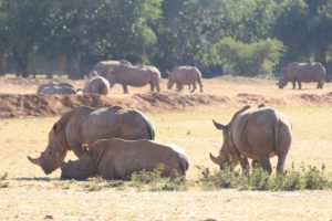 Spotting rhino on stage one of the Liberty Waterberg Encounter