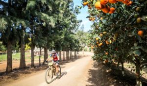 Rider moving through an orchard during the Around the Pot 100 Miler. Photo: Oakpics