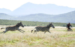 Dr Evil Classic zebras stage one