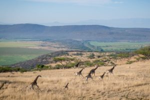 Some spectacular wildlife was spotted during stage three of the Berg and Bush 'Descent'. Photo: Em Gatland/Nikon