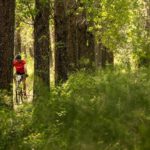 Riders moving through a forest section during stage one of the Berg and Bush 'Great Trek'. Photo: Em Gatland