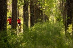 Riders moving through a forest section during stage one of the Berg and Bush 'Great Trek'. Photo: Em Gatland