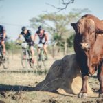 Riders got a view of some cattle during stage two of the Berg and Bush 'Great Trek'. Photo: Em Gatland