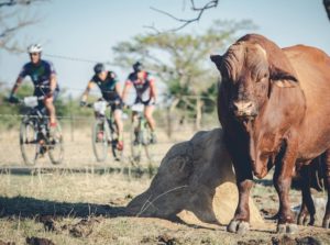 Riders got a view of some cattle during stage two of the Berg and Bush 'Great Trek'. Photo: Em Gatland