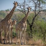 There were some tall onlookers during stage three of the Berg and Bush 'Great Trek'. Photo: Em Gatland