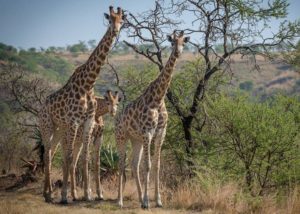 There were some tall onlookers during stage three of the Berg and Bush 'Great Trek'. Photo: Em Gatland