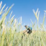 A rider moving through reeds during stage one of the Berg and Bush 'Great Trek'. Photo: Em Gatland