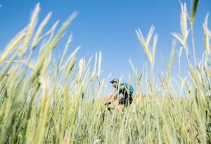 A rider moving through reeds during stage one of the Berg and Bush 'Great Trek'. Photo: Em Gatland