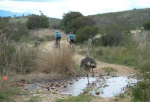 An ostrich chasing riders during stage one of the Cape Pioneer Trek. Photo: Marike Zoon