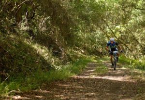 A rider moving through a wide track forest section in stage three of the Cape Pioneer Trek. Photo: Carli Smith