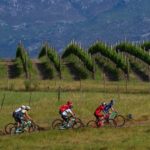 The elite bunch of riders moving through some winelands on stage three of the Wines2Whales Shiraz. Photo: Nick Muzik