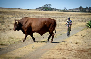 he Munga day one cow on route