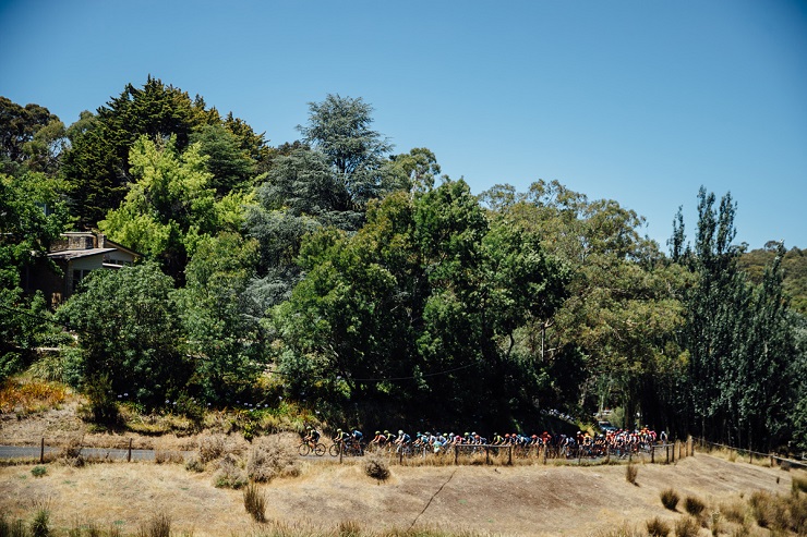 A bunch of cyclists in action during a Tour Down Under stage