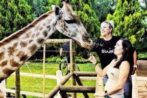 Spectators and guests pictured feeding a giraffe at the TransCape MTB Encounter. Photo: Jacques Marais